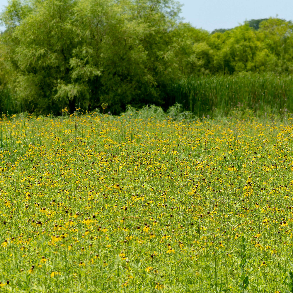 
                  
                    Semences - Ratibida à feuilles pennées
                  
                