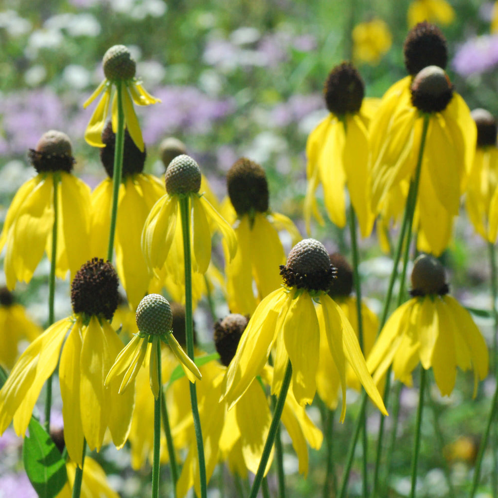 
                  
                    Semences - Ratibida à feuilles pennées
                  
                