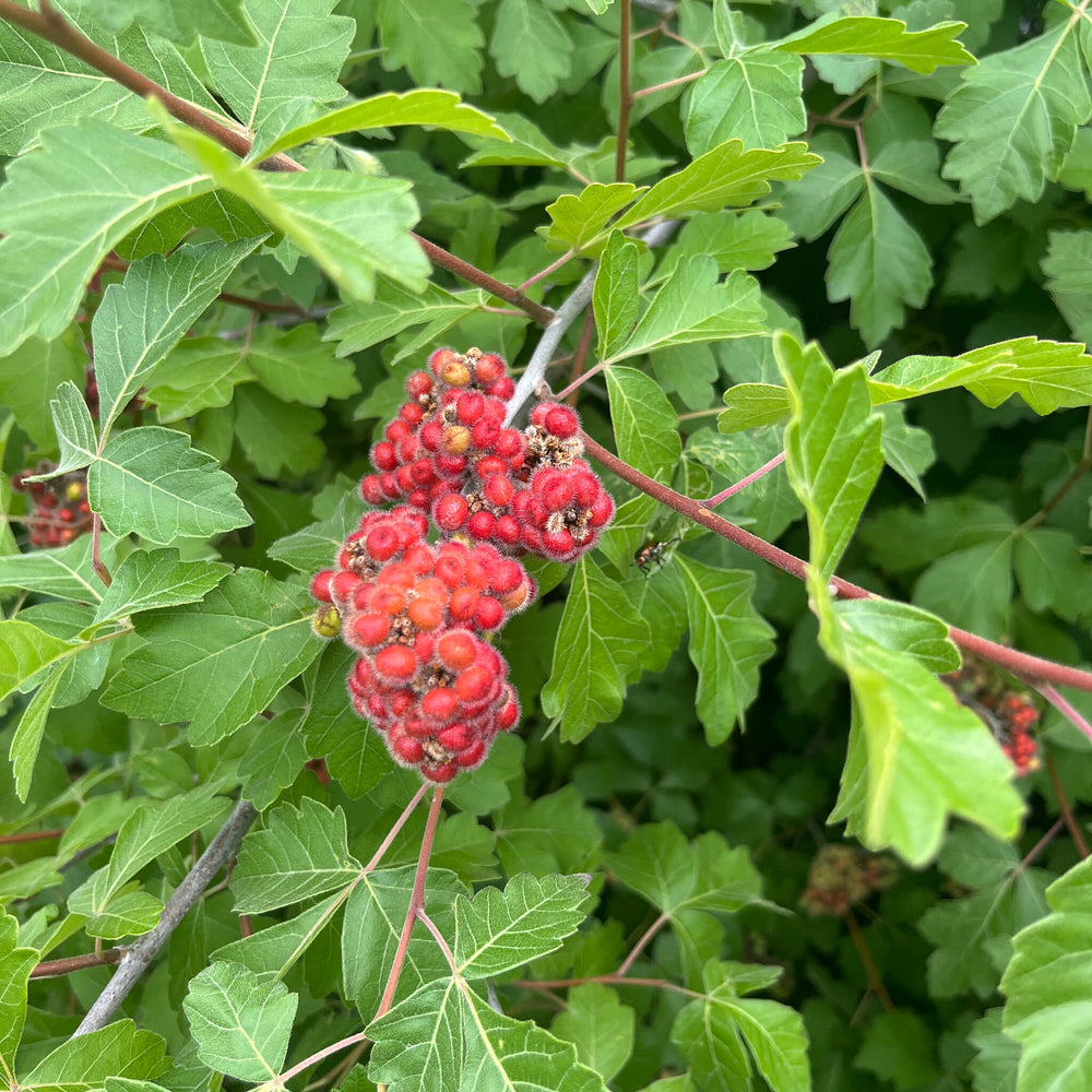 Semences - Sumac aromatique