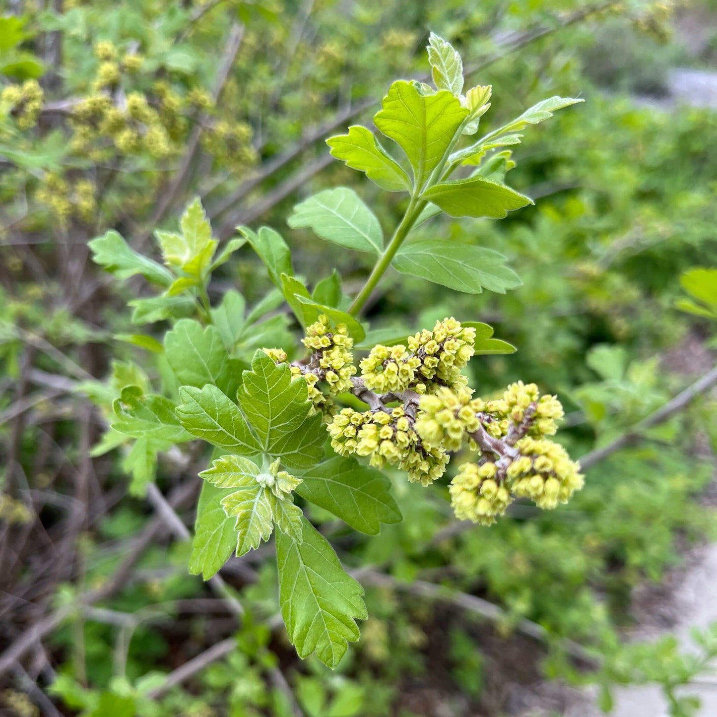 
                  
                    Semences - Sumac aromatique
                  
                