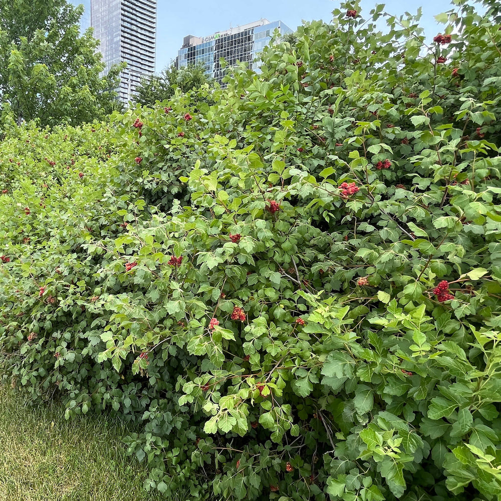 
                  
                    Semences - Sumac aromatique
                  
                