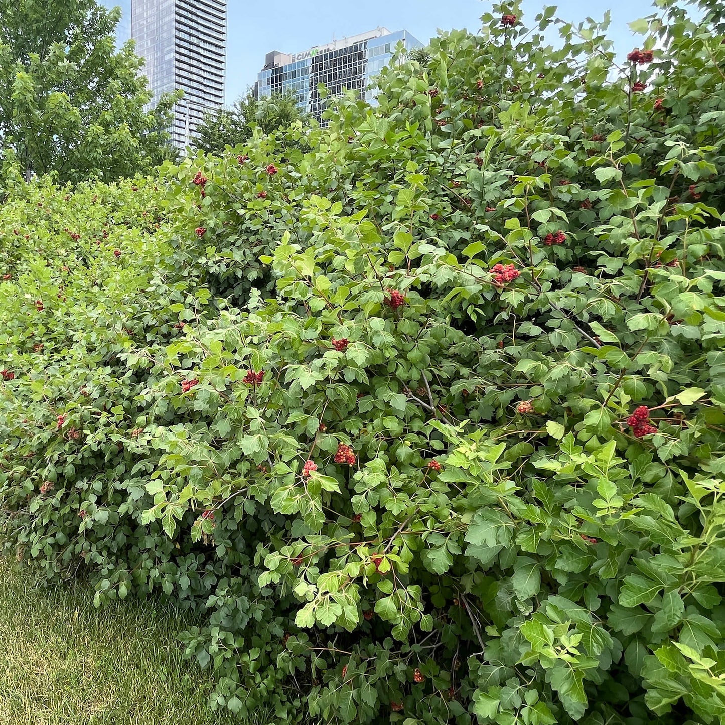 
                  
                    Semences - Sumac aromatique
                  
                