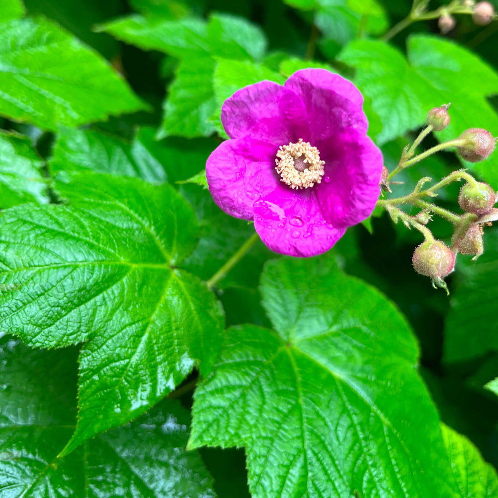Ronce odorante - Rubus odoratus