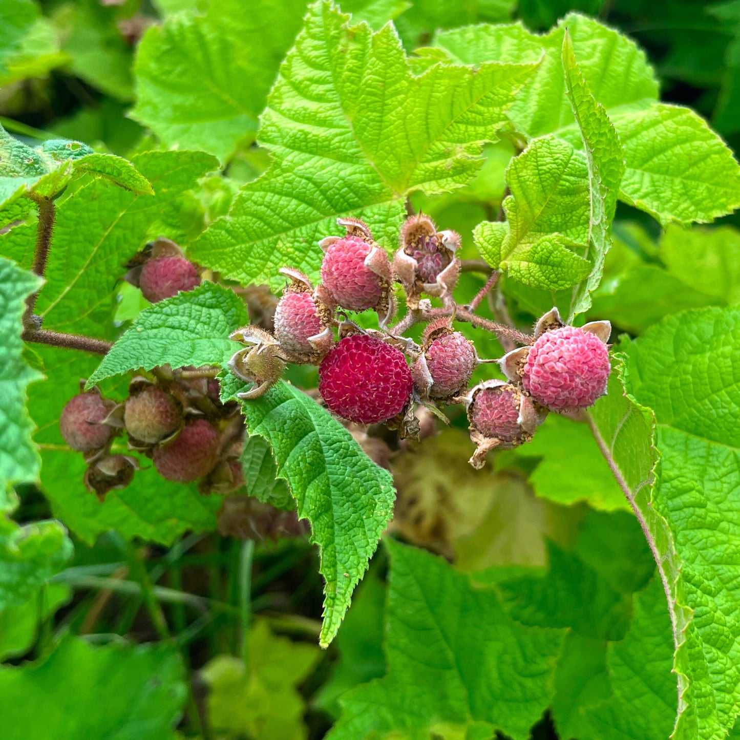 Ronce odorante - Rubus odoratus