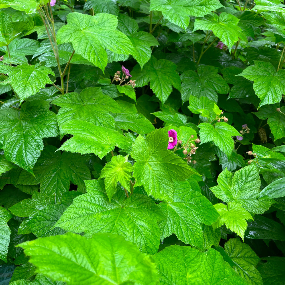 
                  
                    Ronce odorante - Rubus odoratus
                  
                