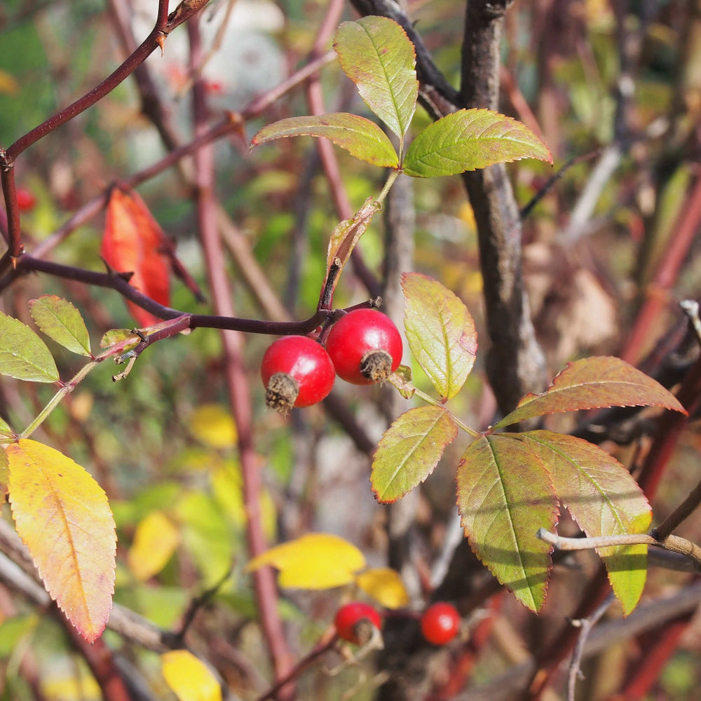 
                  
                    Semences - Rosier palustre
                  
                