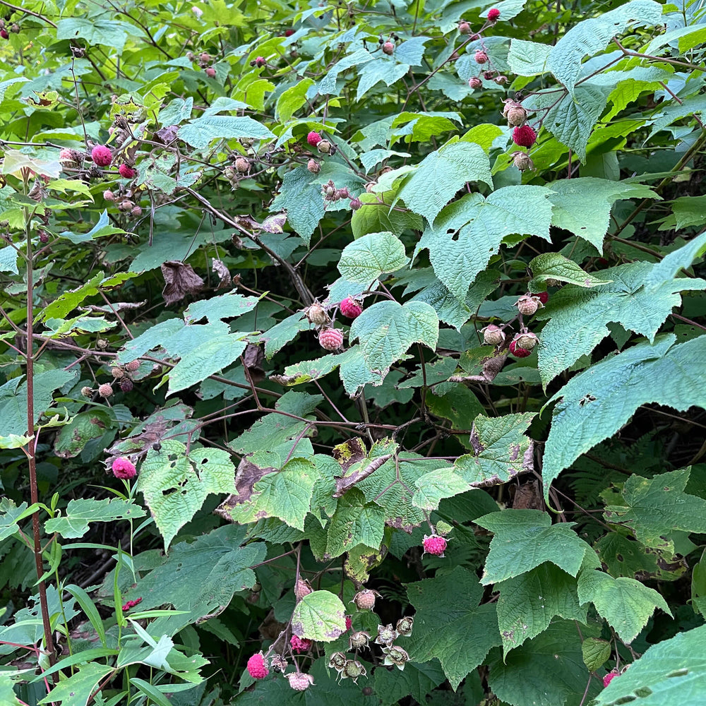 
                  
                    Seeds - Purple-flowering Raspberry
                  
                