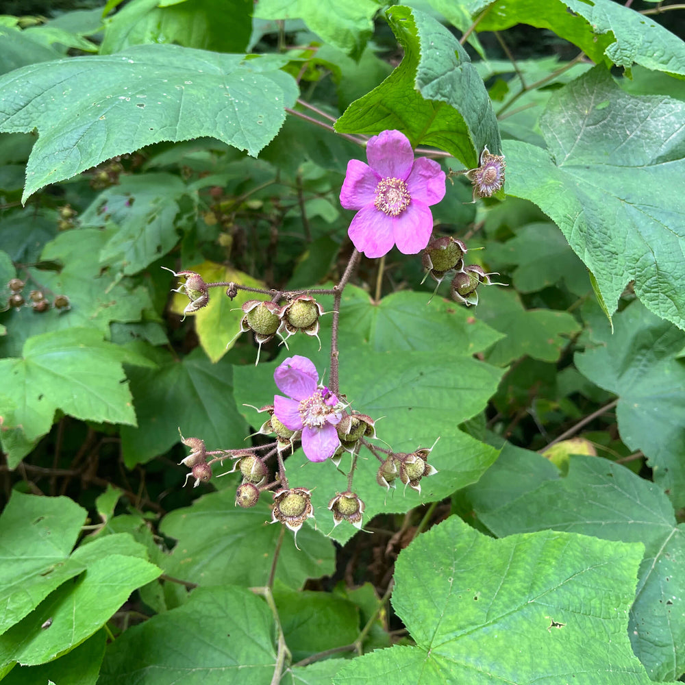 
                  
                    Seeds - Purple-flowering Raspberry
                  
                