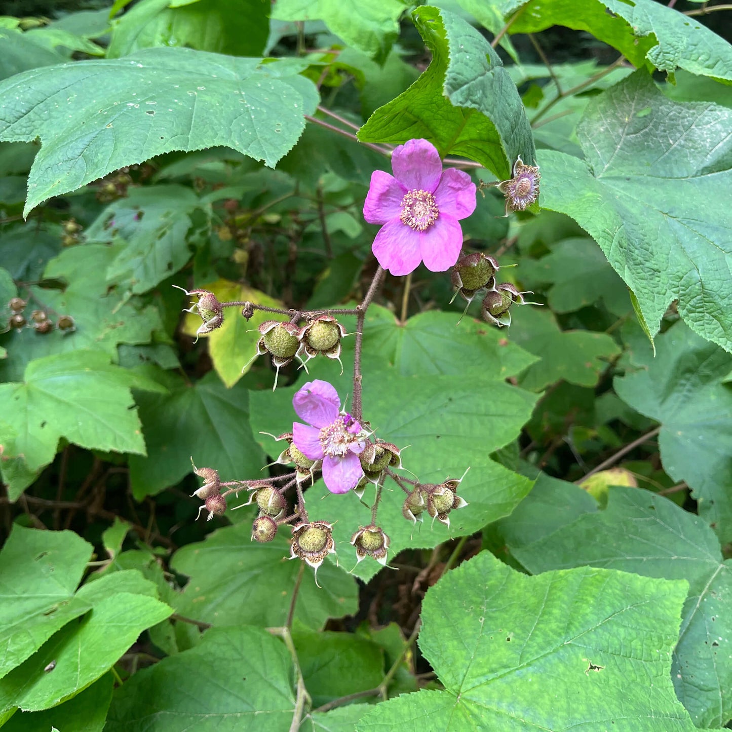 
                  
                    Seeds - Purple-flowering Raspberry
                  
                