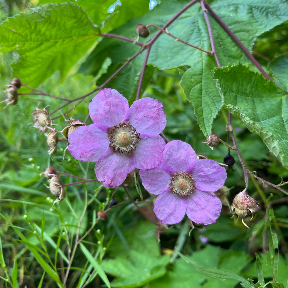 
                  
                    Seeds - Purple-flowering Raspberry
                  
                