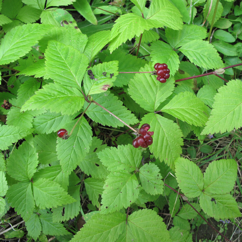 
                  
                    Semences - Ronce pubescente
                  
                