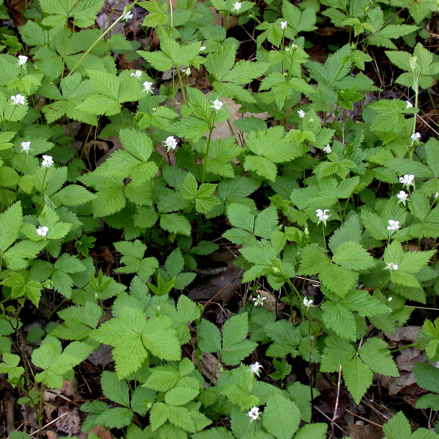 
                  
                    Semences - Ronce pubescente
                  
                