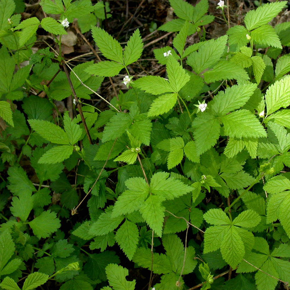 
                  
                    Semences - Ronce pubescente
                  
                