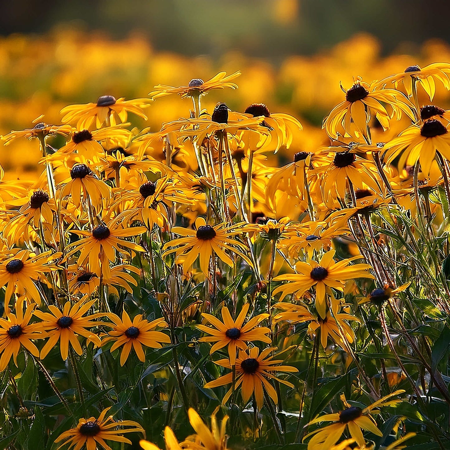 
                  
                    Semences - Rudbeckie hérissée
                  
                