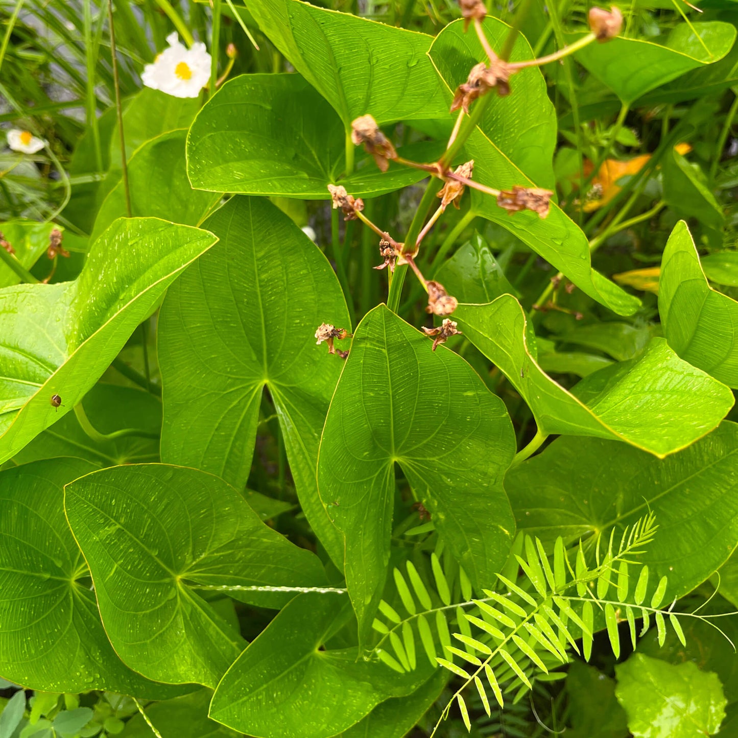 
                  
                    Sagittaire latifoliée - Sagattaria latifolia
                  
                