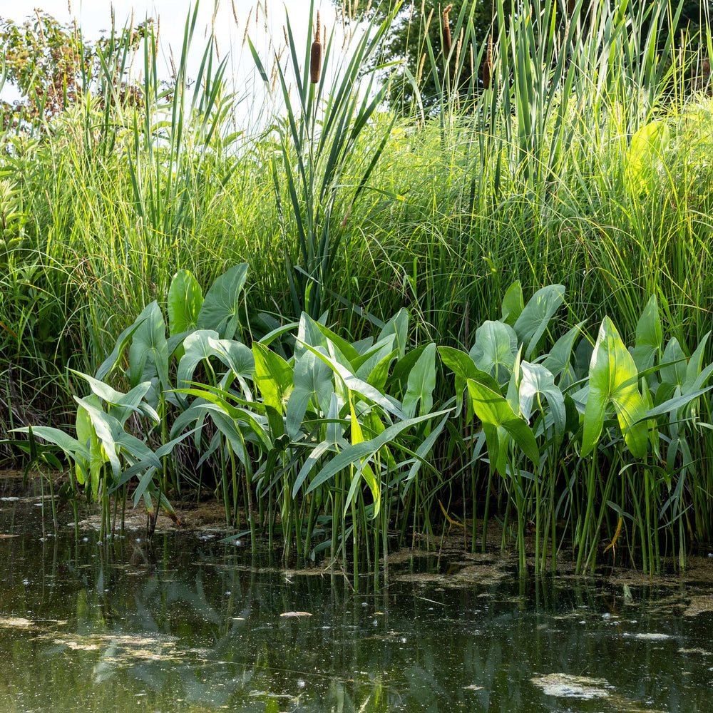 
                  
                    Seeds - Broadleaf Arrowhead
                  
                