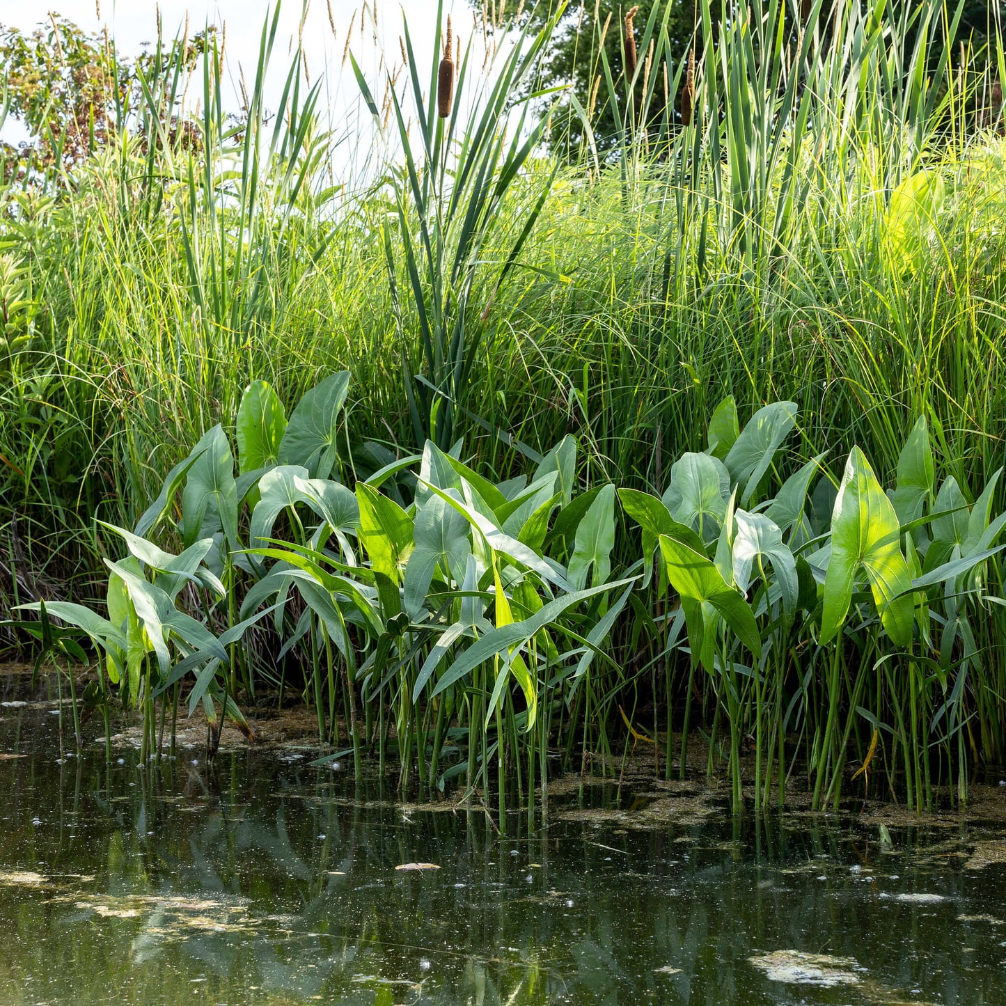 
                  
                    Seeds - Broadleaf Arrowhead
                  
                