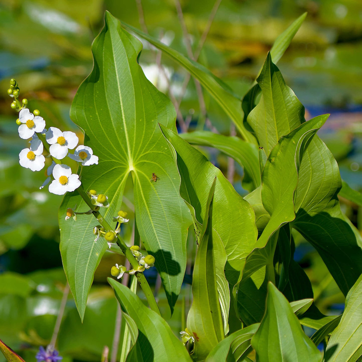 
                  
                    Seeds - Broadleaf Arrowhead
                  
                