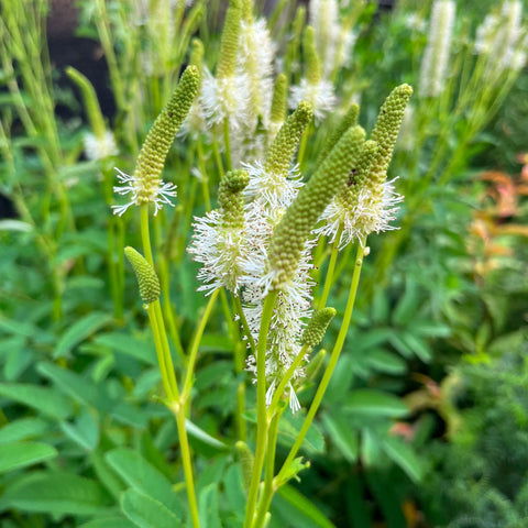 Sanguisorbe du Canada - Sanguisorba canadensis