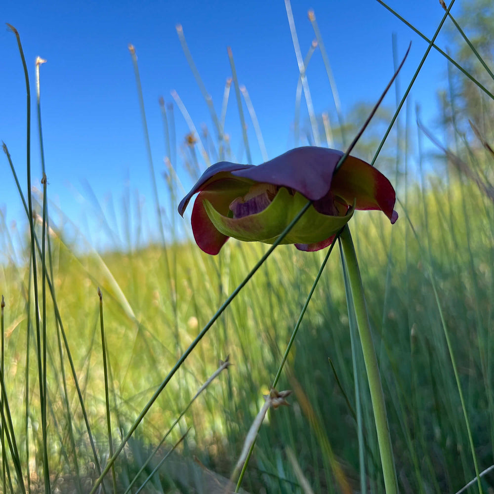 Semences - Sarracénie pourpre