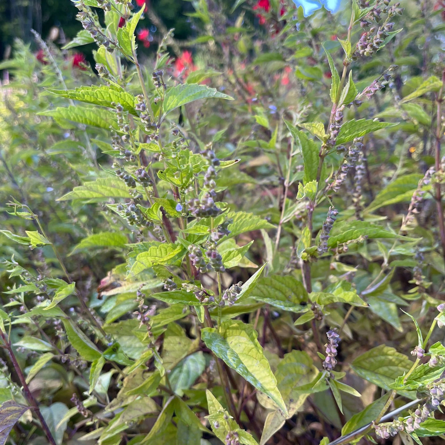
                  
                    Semences - Scutellaire latériflore
                  
                