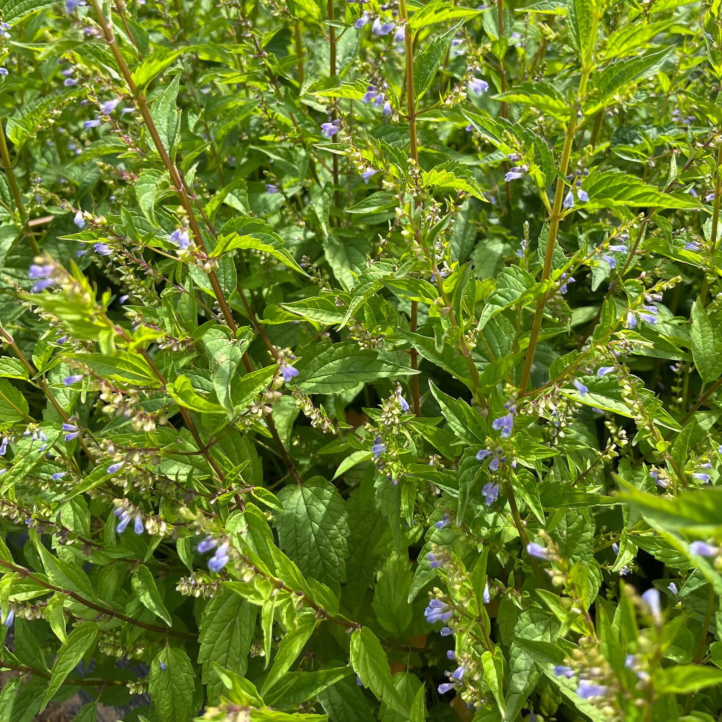 
                  
                    Semences - Scutellaire latériflore
                  
                