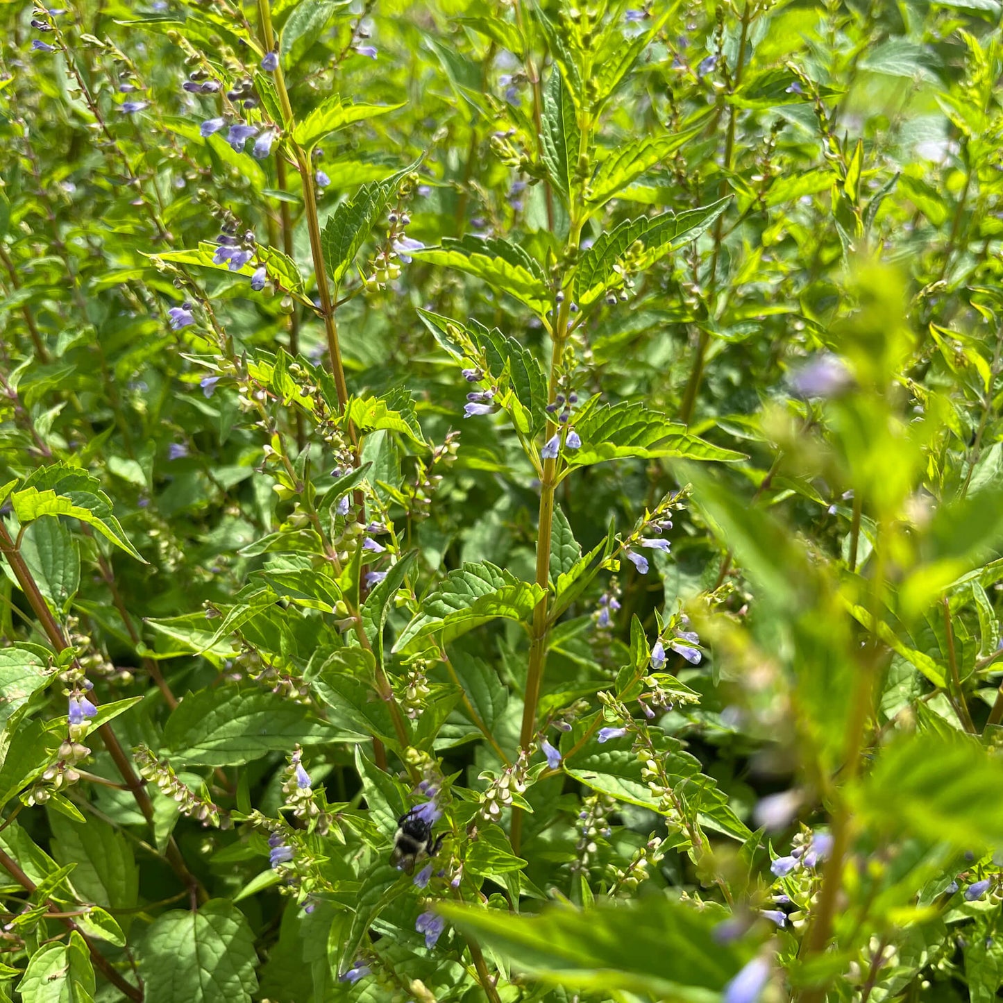 
                  
                    Semences - Scutellaire latériflore
                  
                