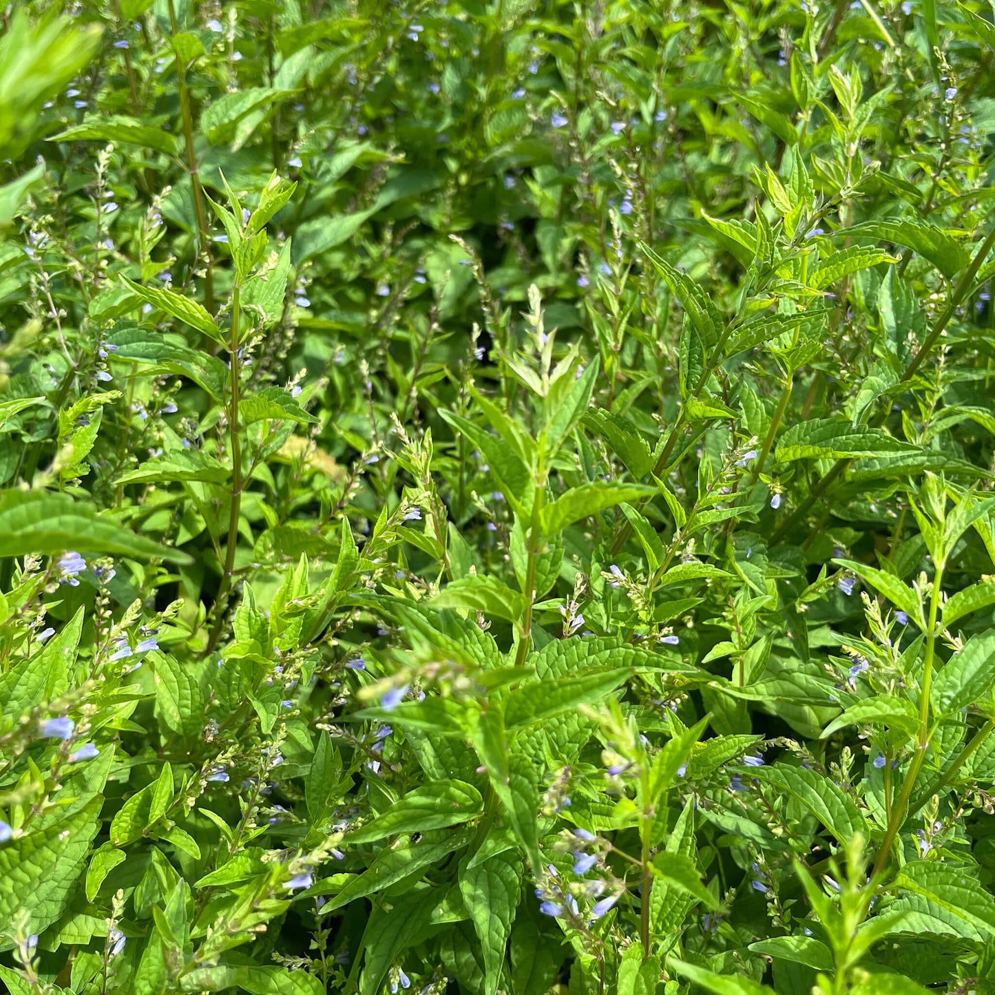 
                  
                    Semences - Scutellaire latériflore
                  
                