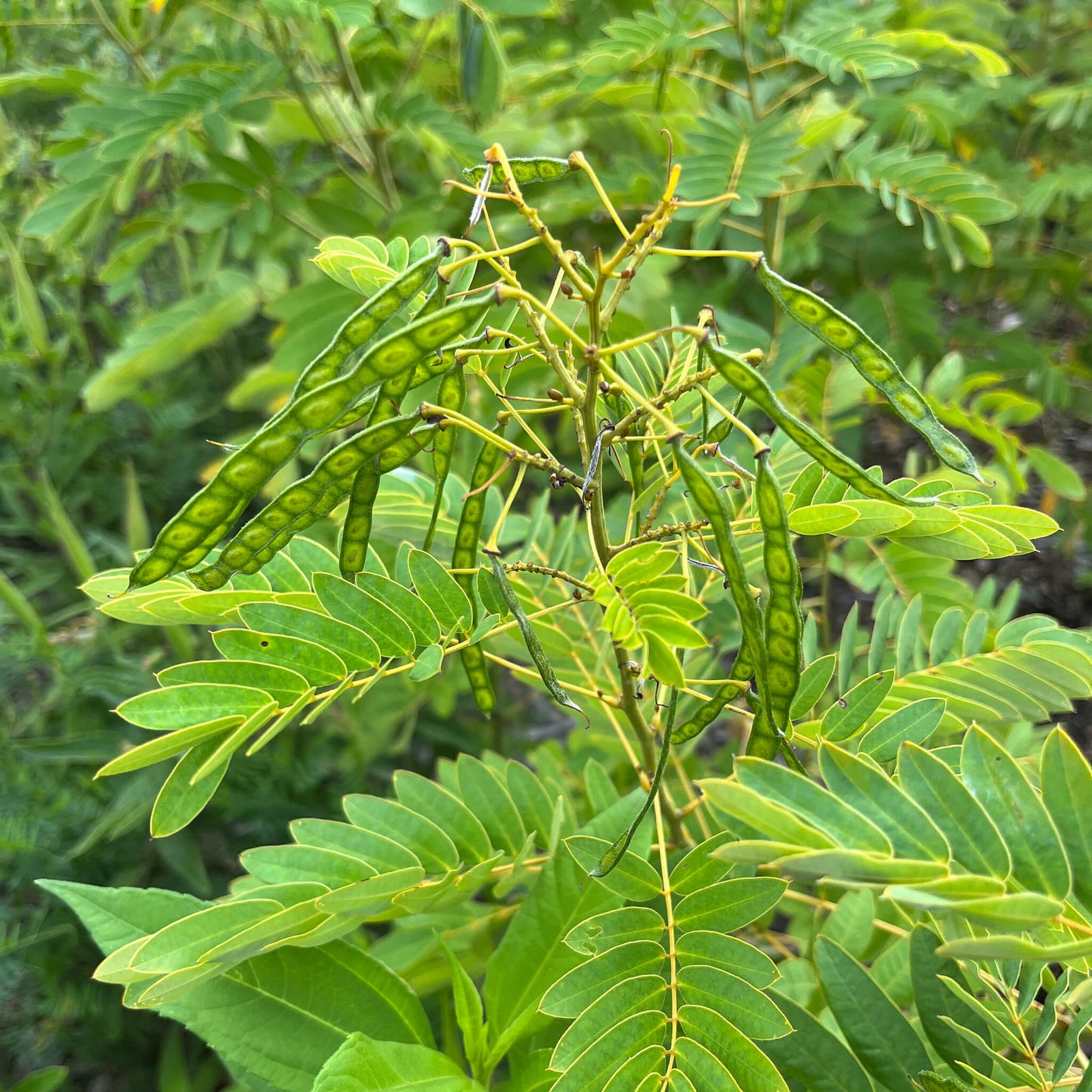 
                  
                    Seeds - Wild Senna
                  
                