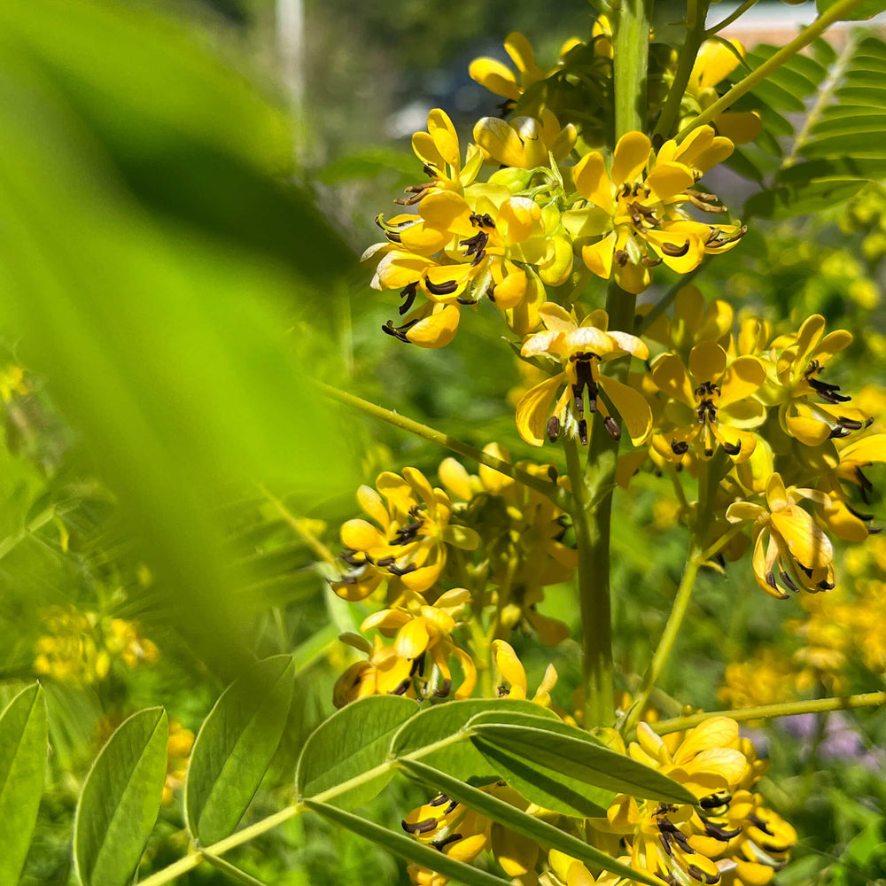 
                  
                    Seeds - Wild Senna
                  
                