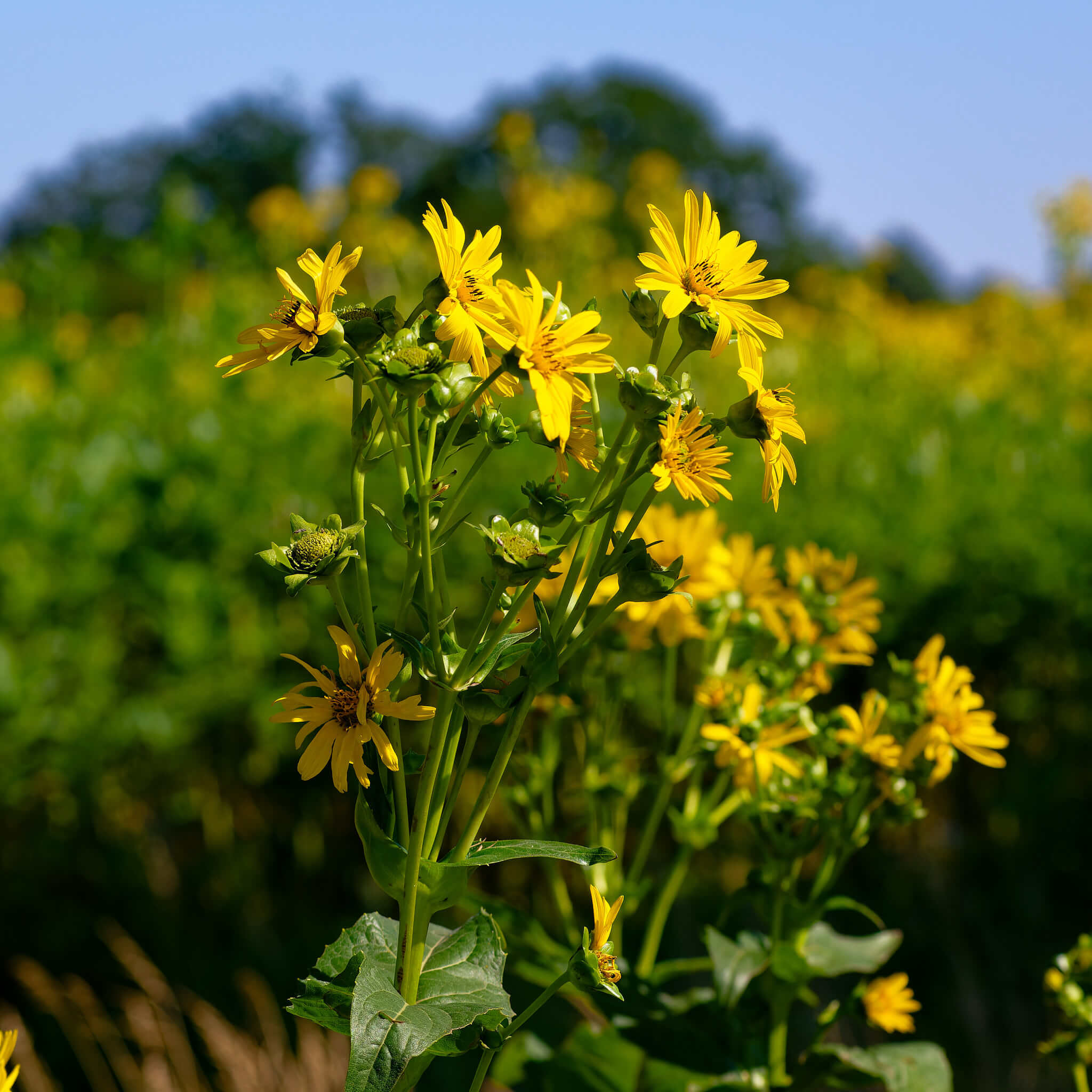 Silphium Perfoliatum Seeds – 50 Seeds (SW144) – Cup Plant, Rosinweed