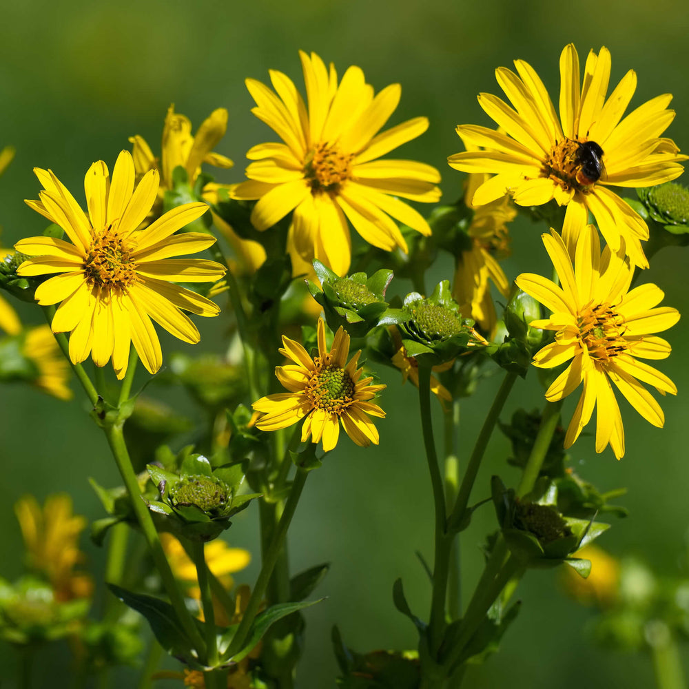 
                  
                    Semences - Silphe perfolié
                  
                