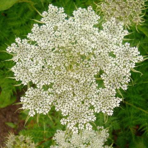 Seeds - Common Water Parsnip