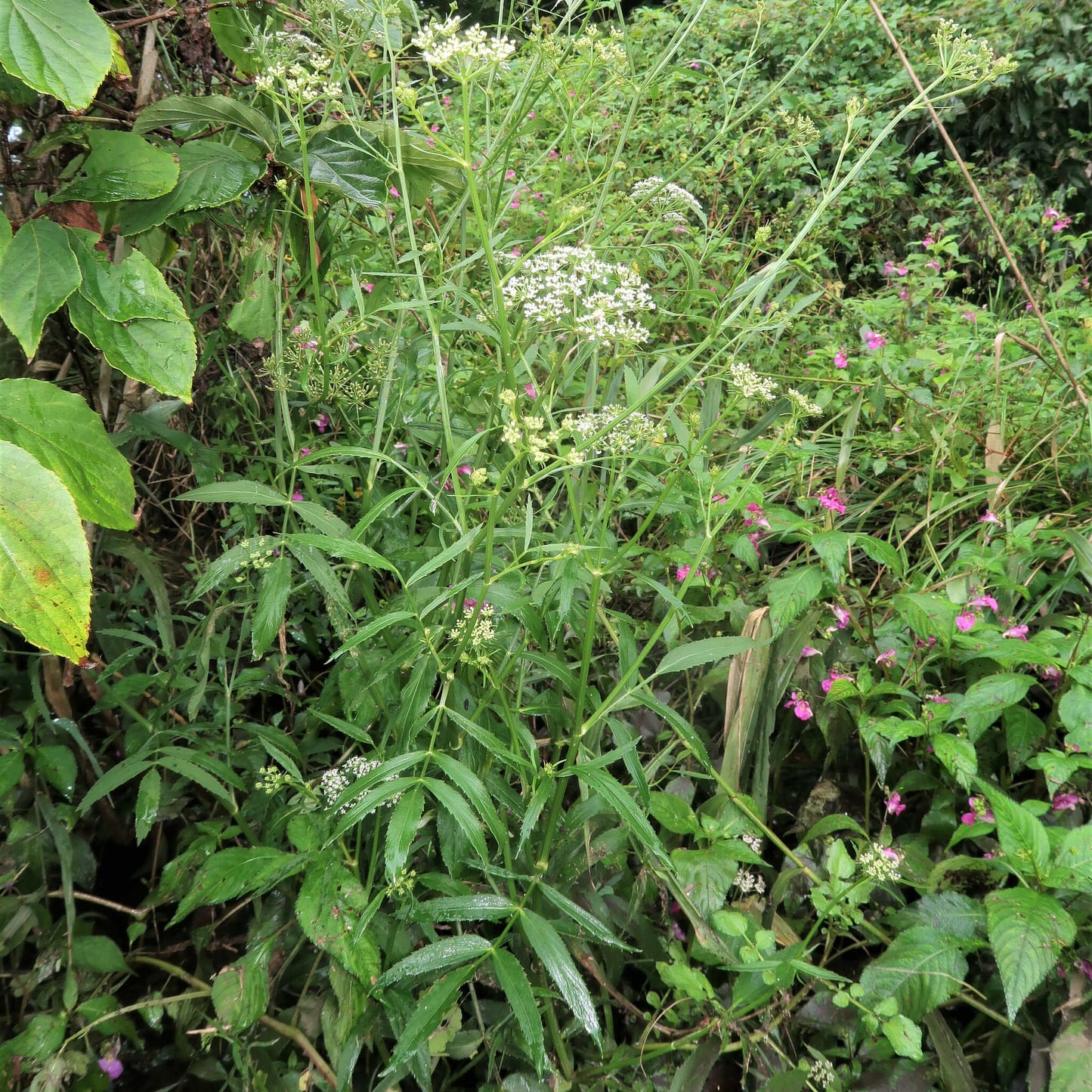 
                  
                    Semences - Berle douce
                  
                