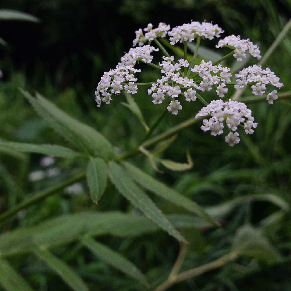 
                  
                    Semences - Berle douce
                  
                