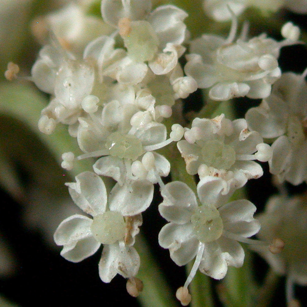 
                  
                    Semences - Berle douce
                  
                