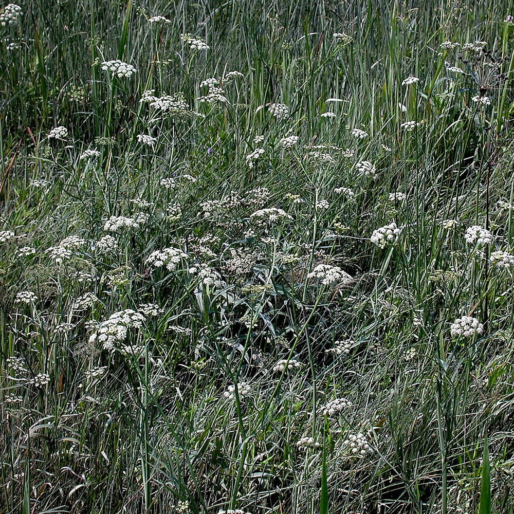 
                  
                    Semences - Berle douce
                  
                