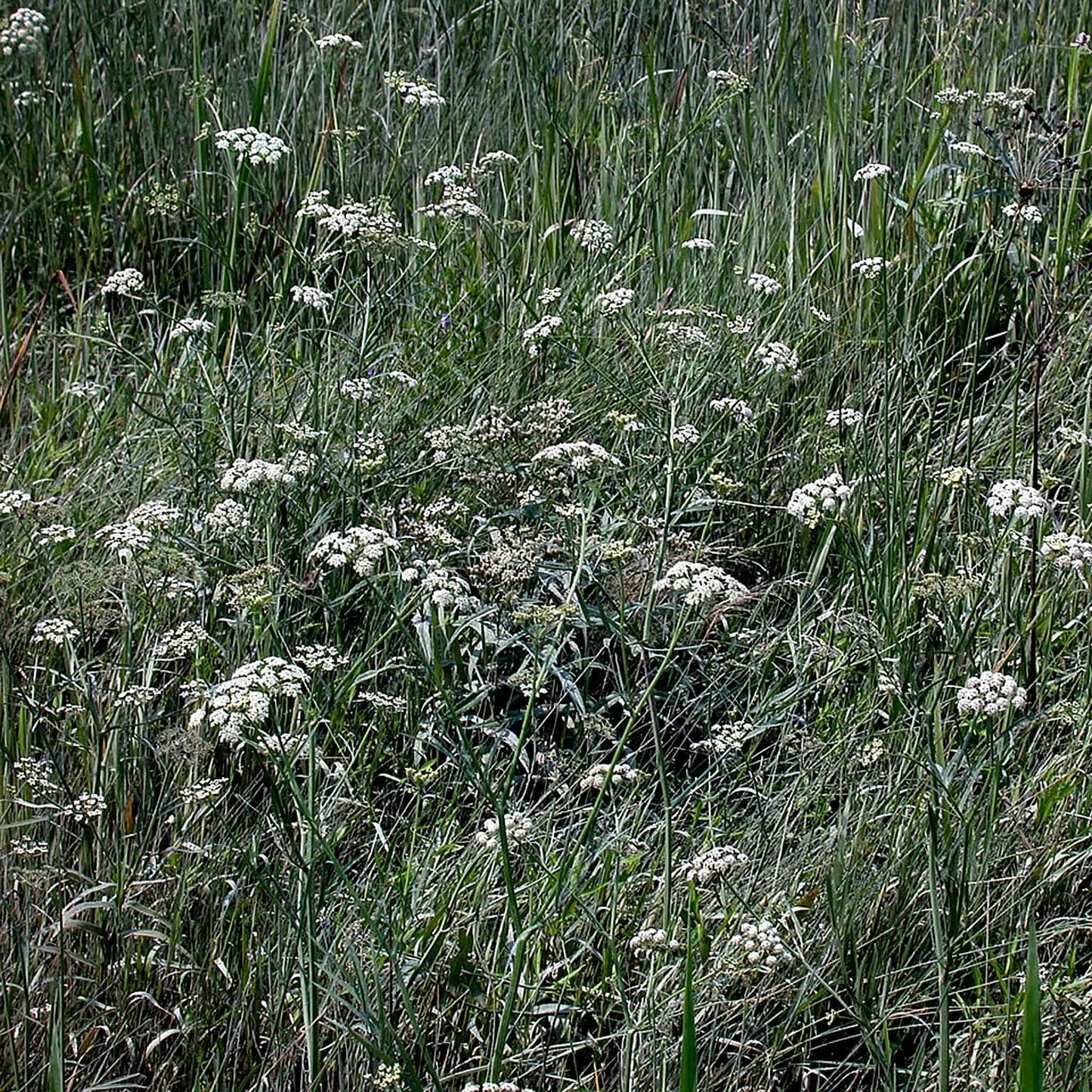 
                  
                    Semences - Berle douce
                  
                