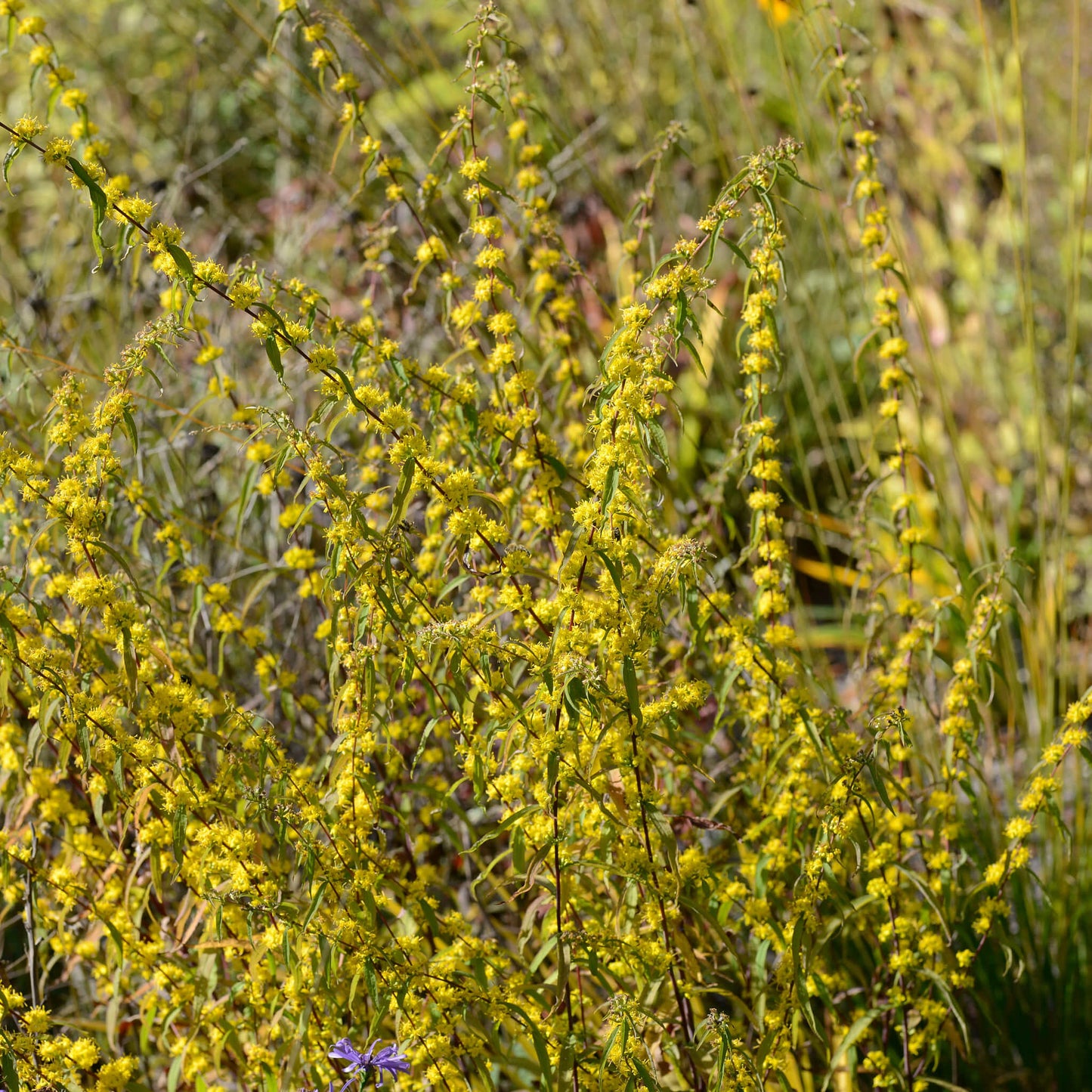 
                  
                    Semences - Verge d'or bleuâtre
                  
                