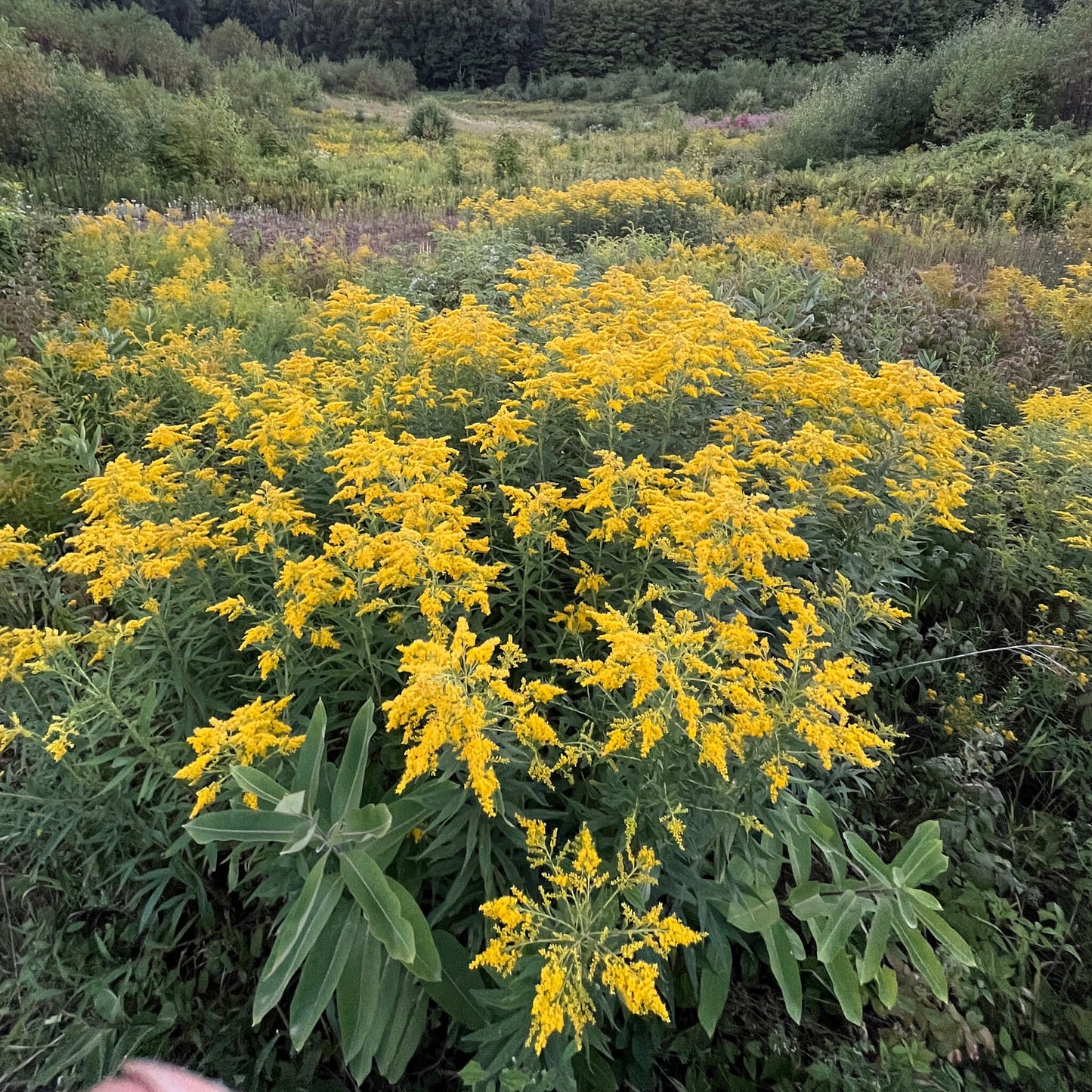 
                  
                    Semences - Verge d'or du Canada
                  
                