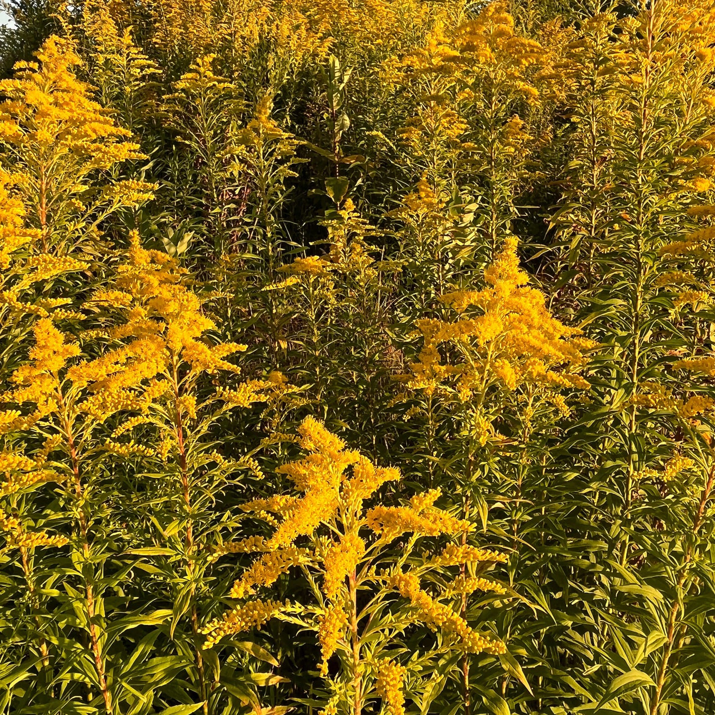 
                  
                    Semences - Verge d'or du Canada
                  
                