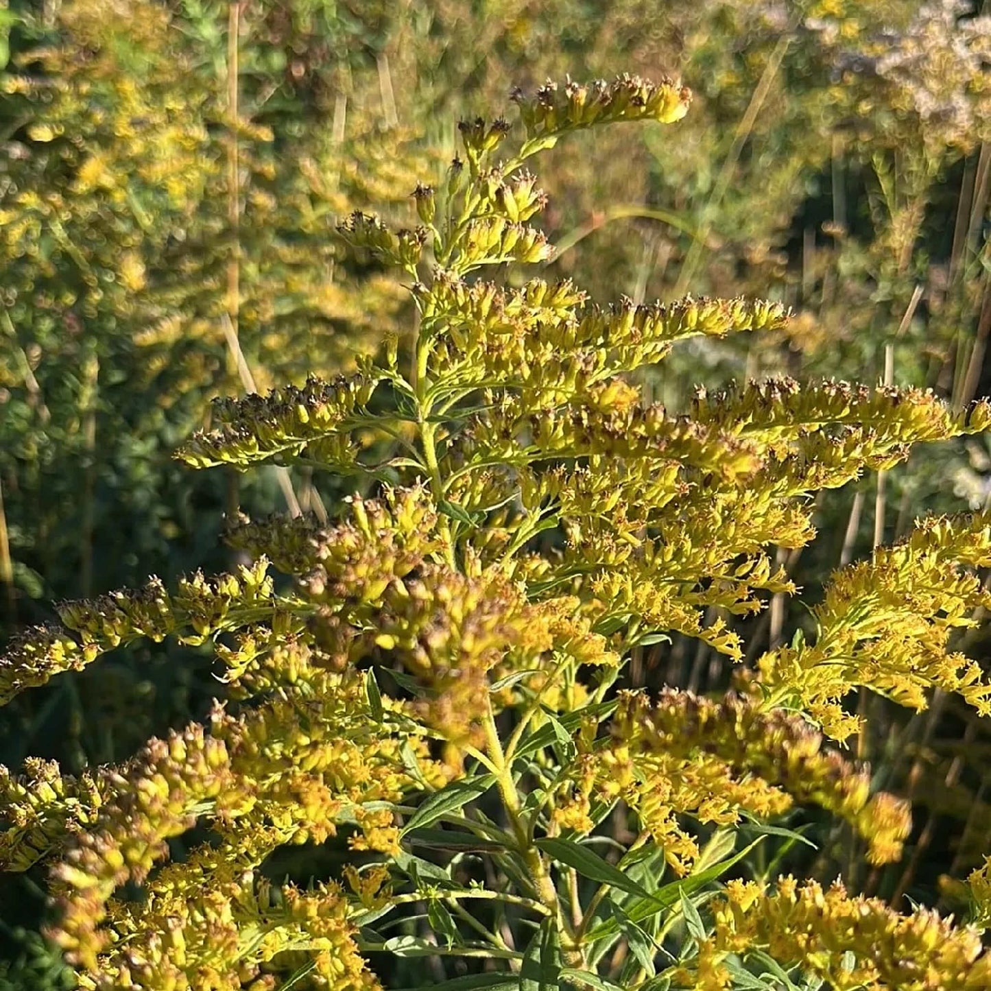 
                  
                    Semences - Verge d'or du Canada
                  
                