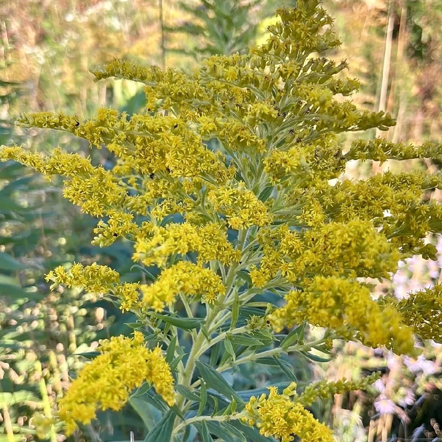 
                  
                    Semences - Verge d'or du Canada
                  
                