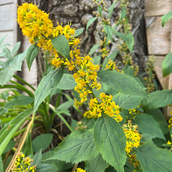 solidago-flexicaulis-verge-dor