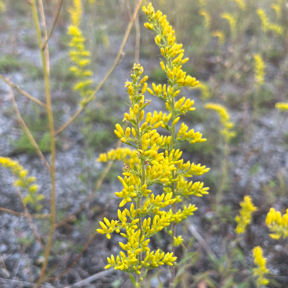 
                  
                    Semences - Verge d'or des bois
                  
                