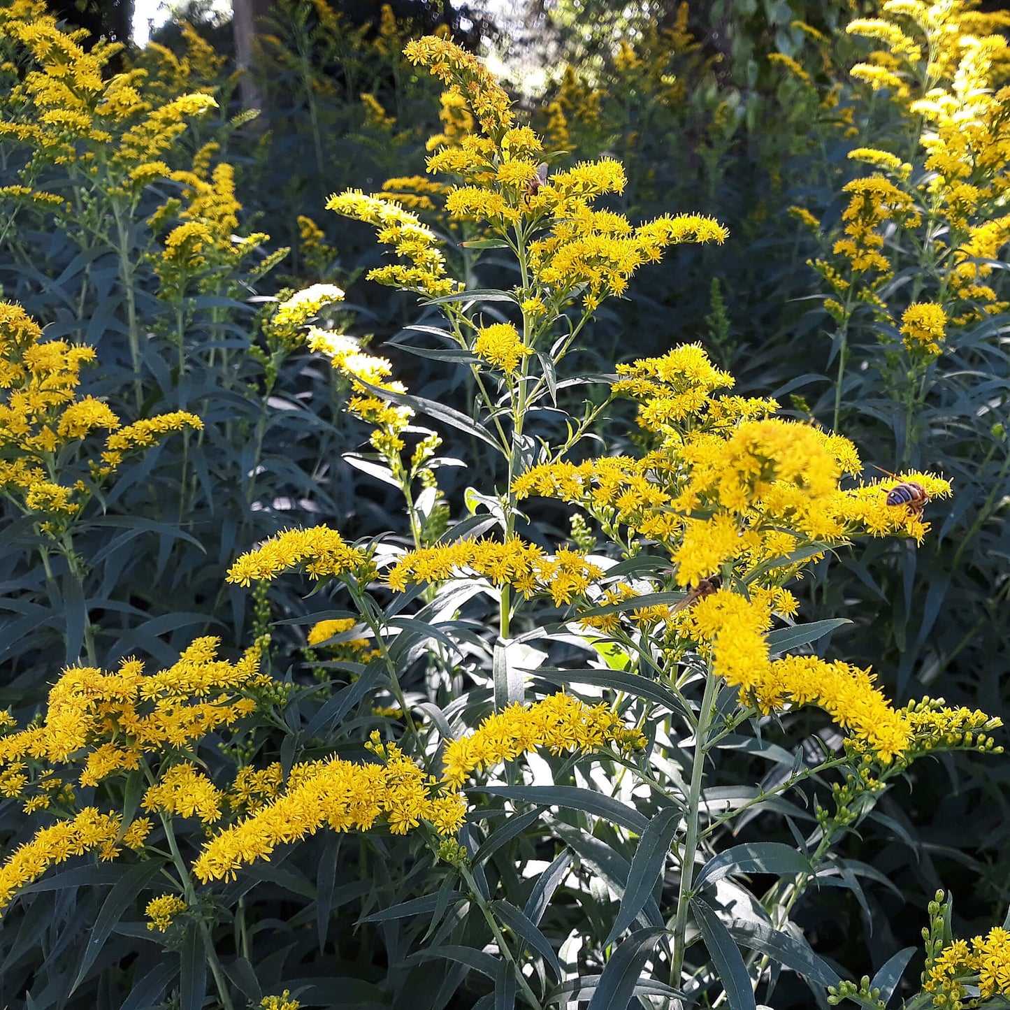 
                  
                    Semences - Verge d'or des bois
                  
                