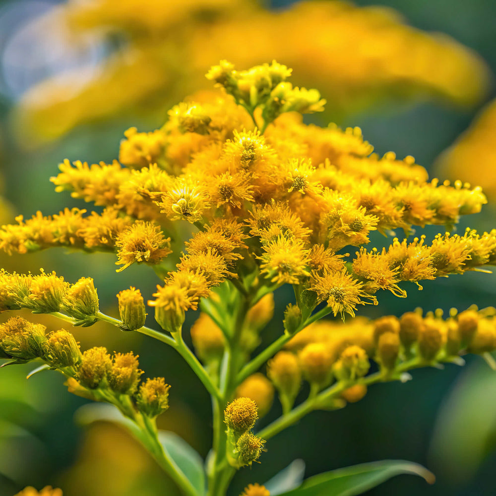Semences - Verge d'or des bois
