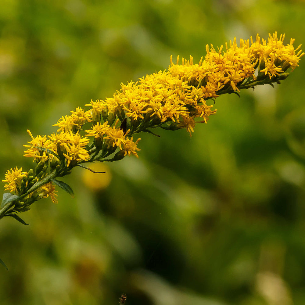 
                  
                    Semences - Verge d'or rugueuse
                  
                