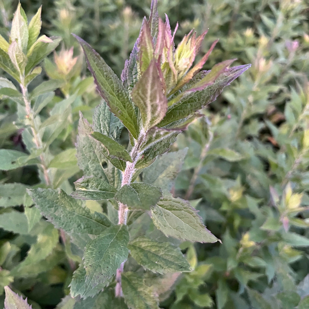 
                  
                    Semences - Verge d'or rugueuse
                  
                