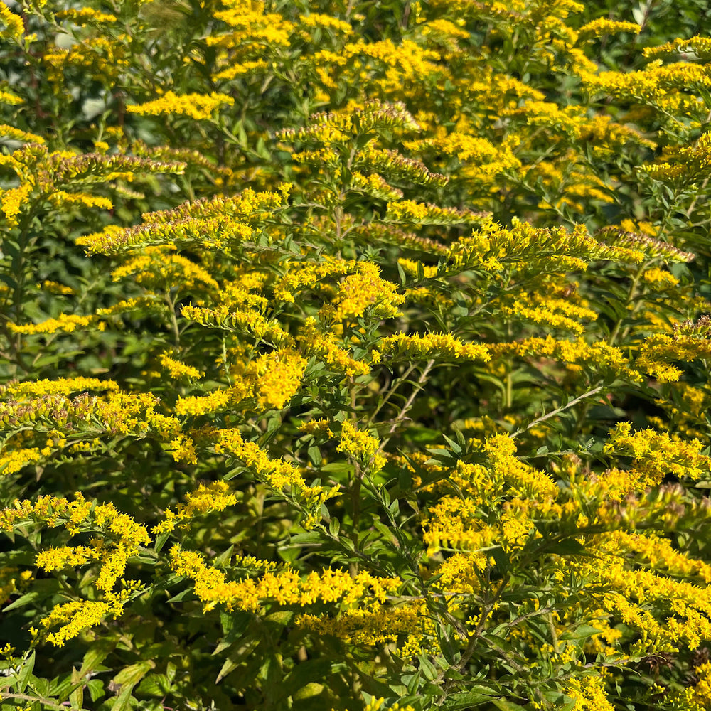 Semences - Verge d'or rugueuse